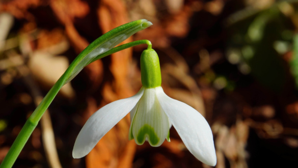 zold-bojt-a-teremtes-vedelmeben