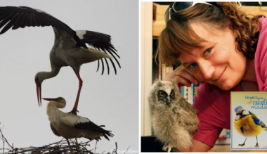 csodalatos-madarak-beszelgetes-telegdi-agnes-iroval